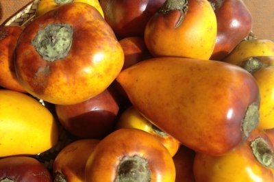 El túpiro, el nutritivo fruto del Amazonas